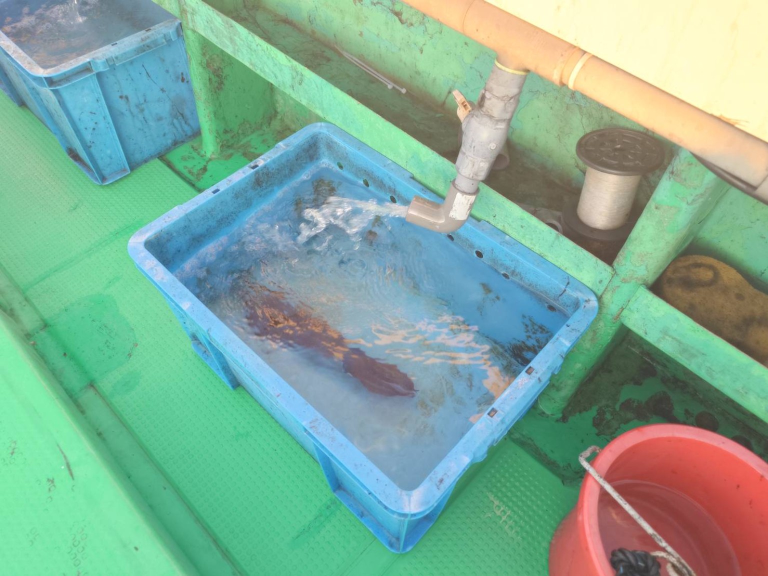 船上の流水イケス